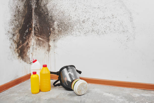Best Crawl Space Mold Removal  in Romulus, MI
