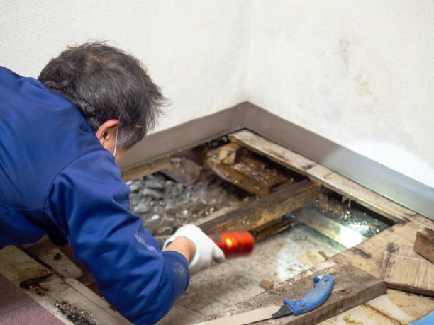 Best Mold Removal Company Near Me  in Romulus, MI