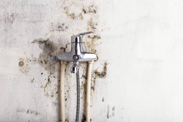 Office Mold Removal Services in Romulus, MI