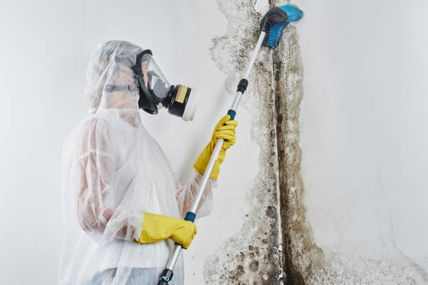 Best Water Damage Restoration  in Romulus, MI