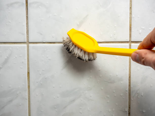Best Mold Damage Repair  in Romulus, MI