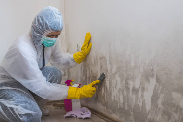 Best Water Damage Restoration  in Romulus, MI