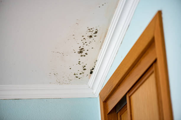 Best Crawl Space Mold Removal  in Romulus, MI