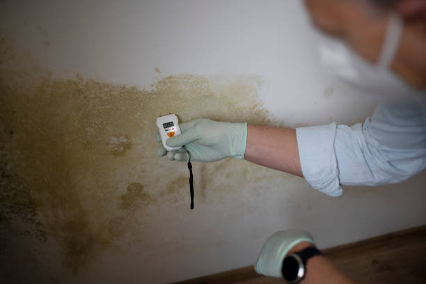 Best Mold Removal Near Me  in Romulus, MI