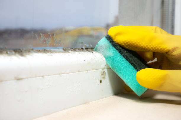 Best Local Mold Removal Service  in Romulus, MI
