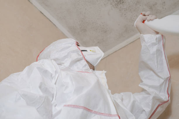 Best Water Damage Restoration  in Romulus, MI