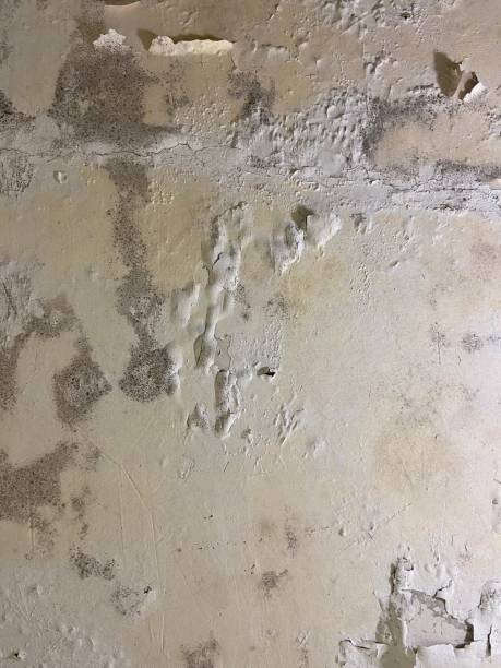 Best Residential Mold Removal  in Romulus, MI