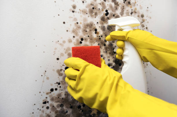 Professional Mold Removal in Romulus, MI