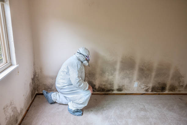 Best Emergency Mold Removal  in Romulus, MI