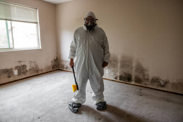Best Affordable Mold Removal  in Romulus, MI