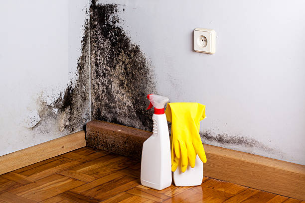 Best Mold Removal Process  in Romulus, MI