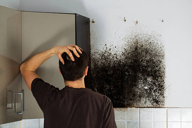 Best Fast Mold Removal  in Romulus, MI
