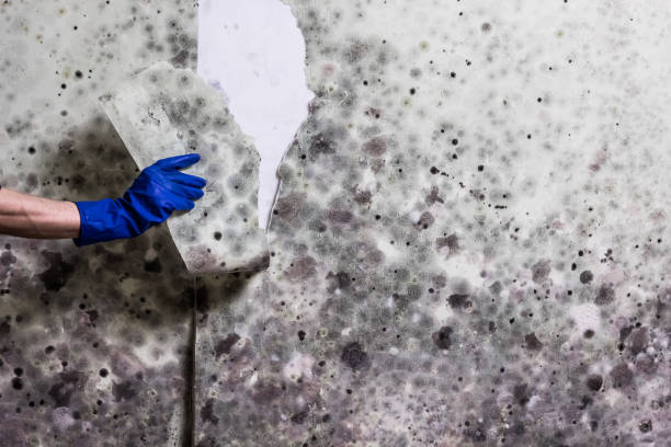 Mold Removal Process in Romulus, MI