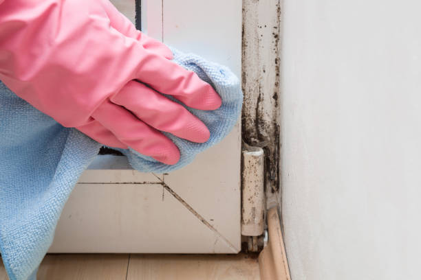 Best Attic Mold Removal  in Romulus, MI