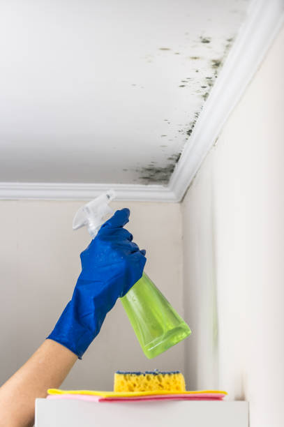 Best Mold Testing  in Romulus, MI
